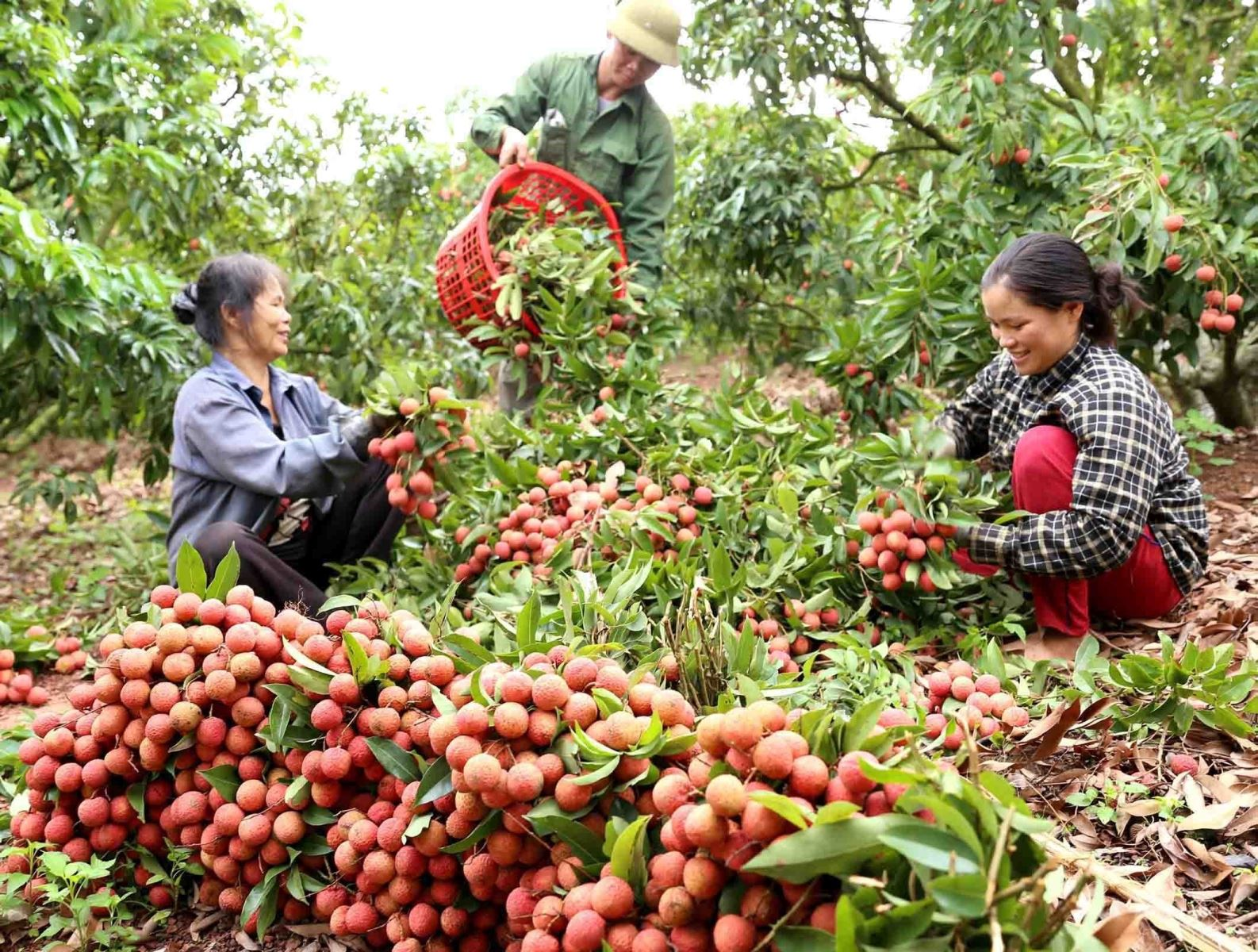 Thủ tục chấm dứt hiệu lực Giấy chứng nhận đăng ký nhãn hiệu