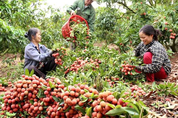 Thủ tục chấm dứt hiệu lực Giấy chứng nhận đăng ký nhãn hiệu